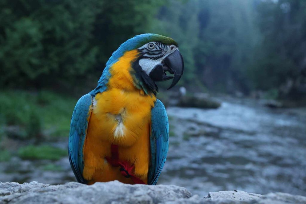 A vibrant macaw in rainforest