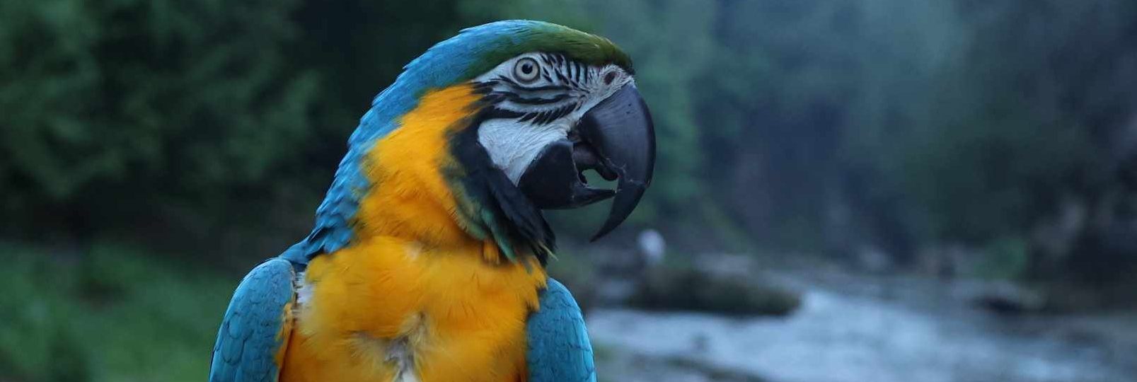  Perroquet dans la forêt tropicale